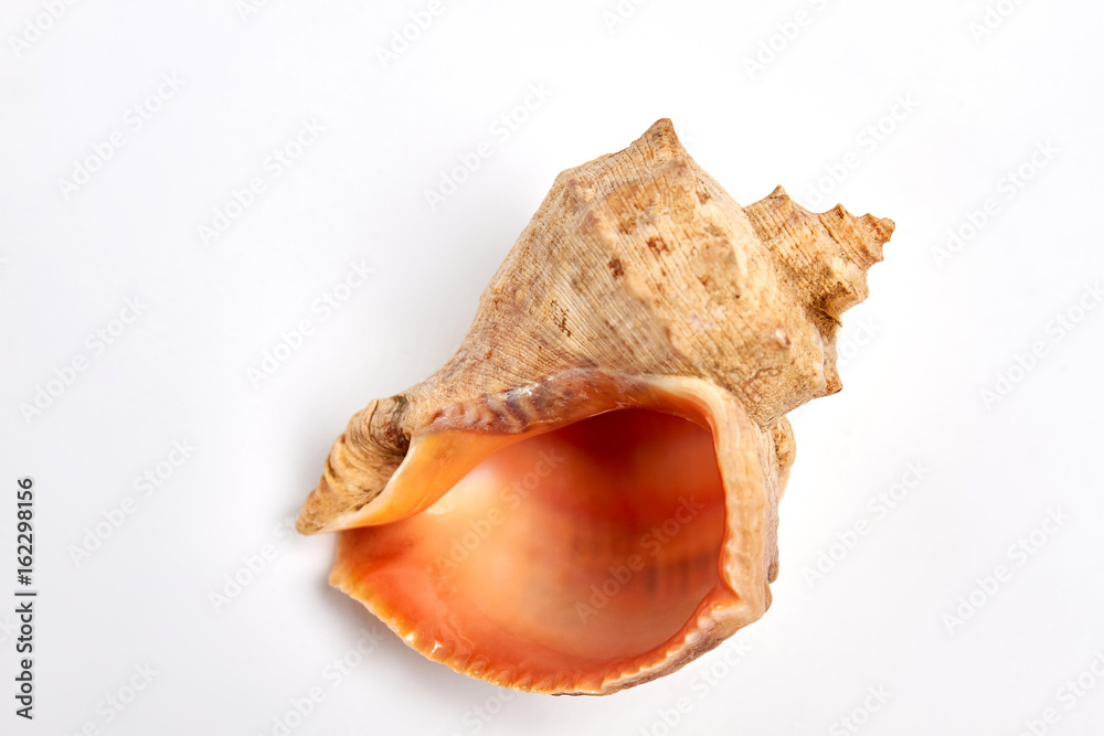 Close up of empty sea shell. Beautiful natural sea shell for decor. Close up of empty sea shell. Beautiful natural sea shell for decor.
