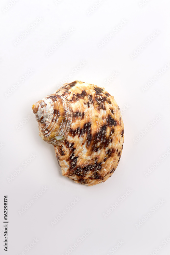 Textured colorful sea shell. Brown single sea shell for souvenir. Textured colorful sea shell. Brown single sea shell for souvenir.