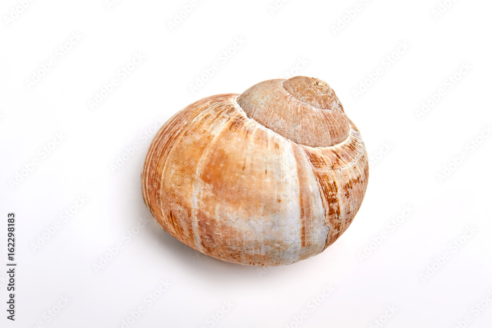 Sea snail isolated on white. Close up of beautiful sea shell of gastropod. Sea snail isolated on white. Close up of beautiful sea shell of gastropod.