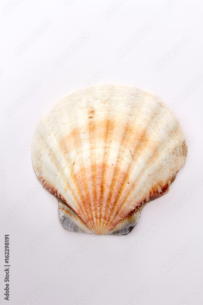 Aquatic natural sea shell. Close up of scallop, white background. Aquatic natural sea shell. Close up of scallop, white background.