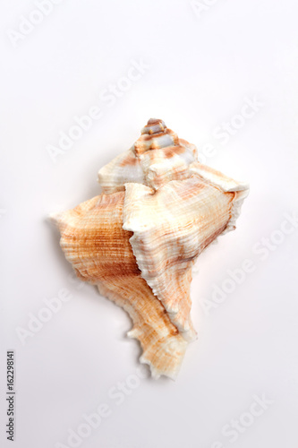 Beautiful sea shell, white background. Aquatic beauty object for decor.