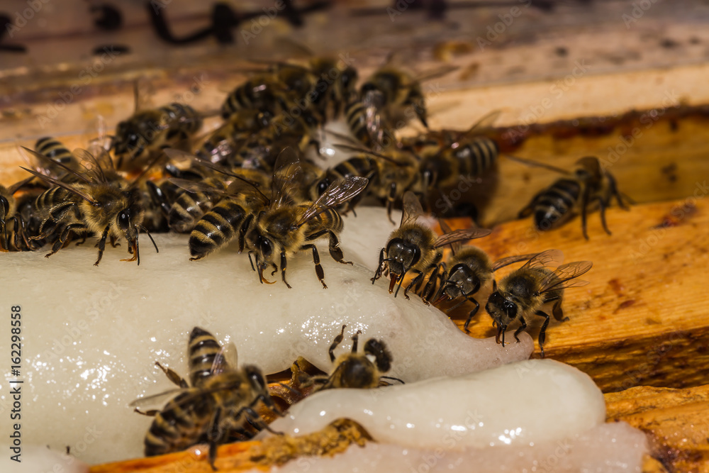 Obraz premium Feeding bees with sucrose on honeycomb frames in the hive