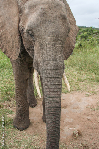elephant walking on the grass, South Africa