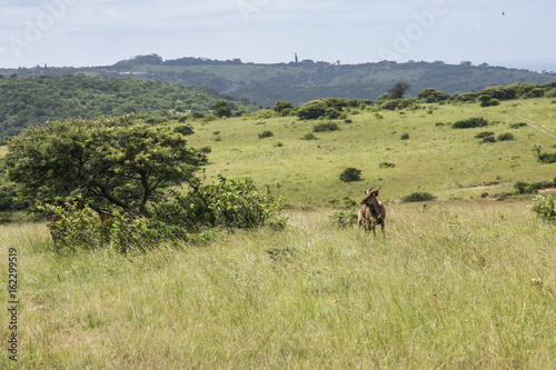 african mammal in the wildlife, africa