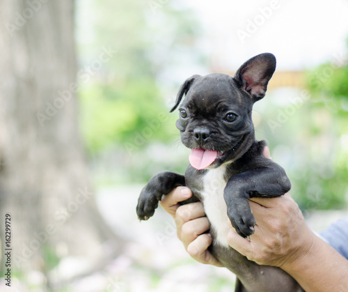 Beautiful dog french bulldog in the hands of young man, close-up, pet in park in the morning, 