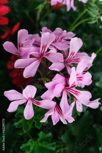 Fototapeta Naklejka Na Ścianę i Meble -  Flowers of a colorful geranium planted in the garden.