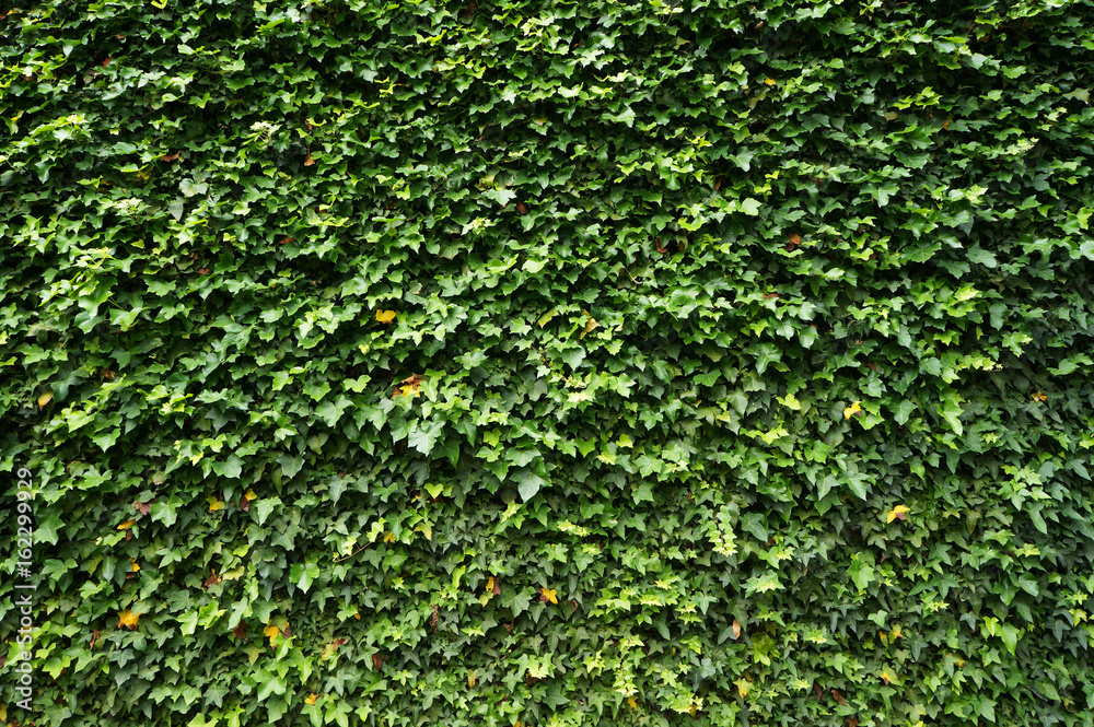 Ivy (Hedera). Natural green background.