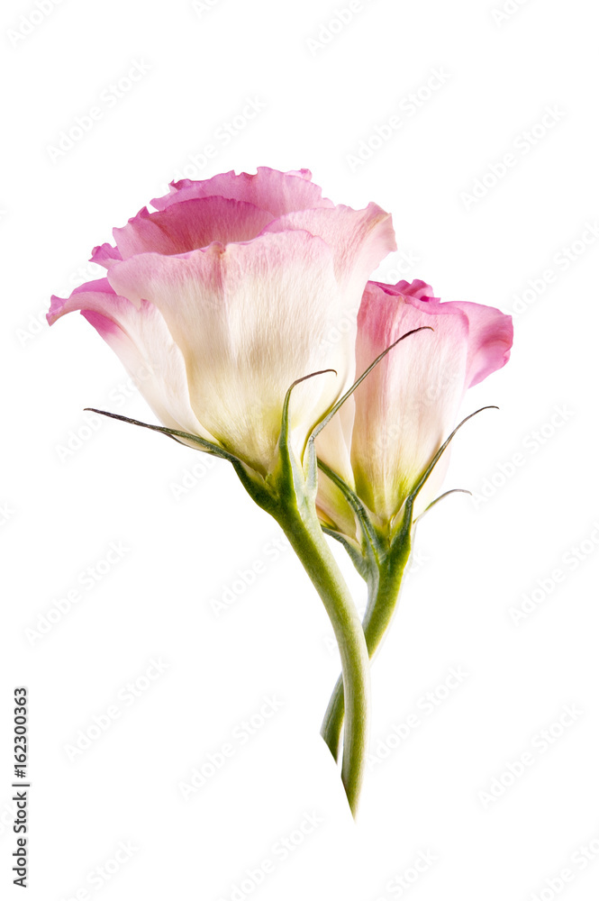 Two buds of pink eustoma on a clean white background.. Two buds of pink eustoma on a clean white background..