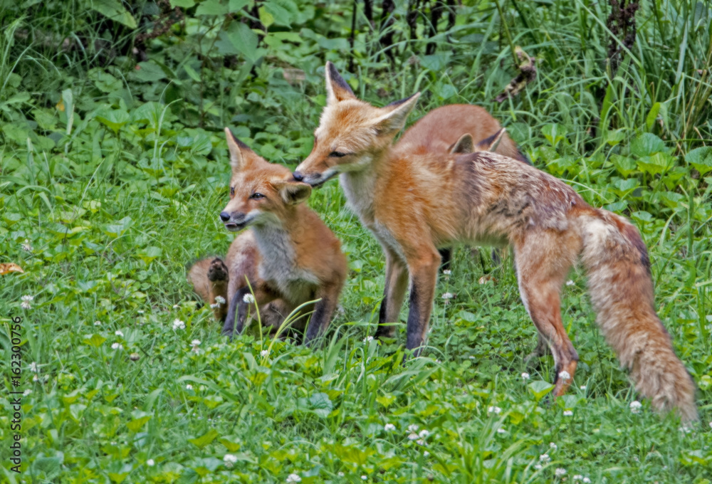 Mother Red Fox surrounded with greenery licks her baby. Mother Red Fox surrounded with greenery licks her baby.