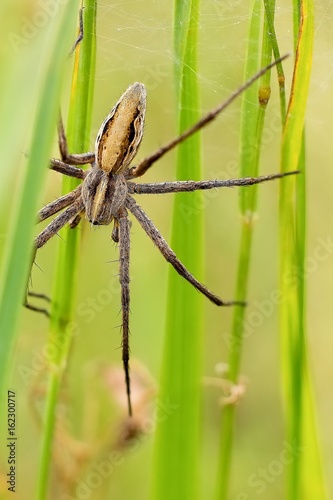 Spider on grass.