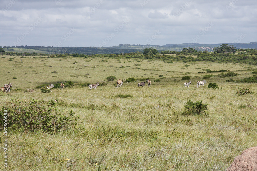 african mammal in the wildlife, africa african mammal in the wildlife, africa