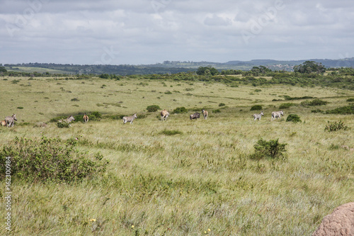 african mammal in the wildlife, africa