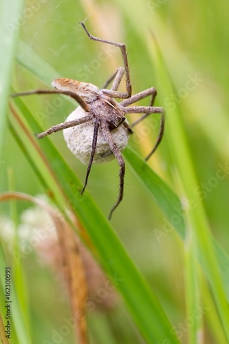 Spider mother. © venars.original