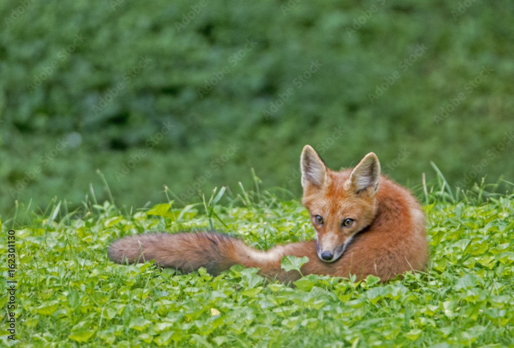 Red Fox lying in green grass gazes over his shoulder.
