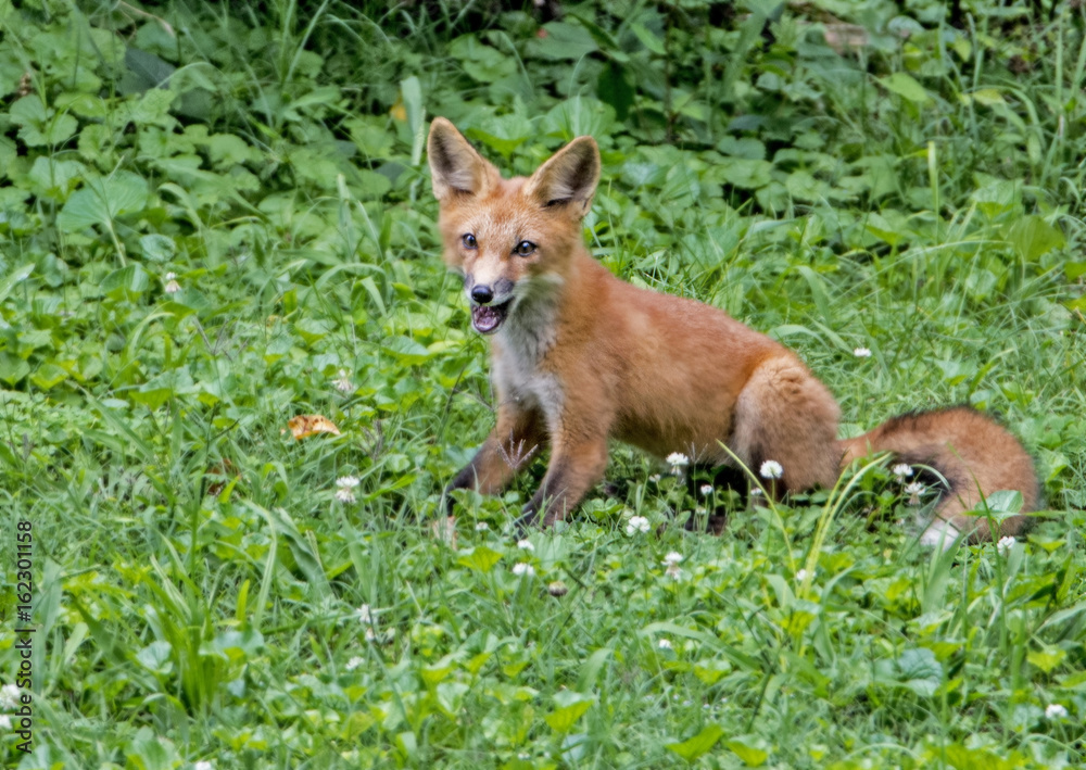 Baby Red Fox sits in green grass. Baby Red Fox sits in green grass.