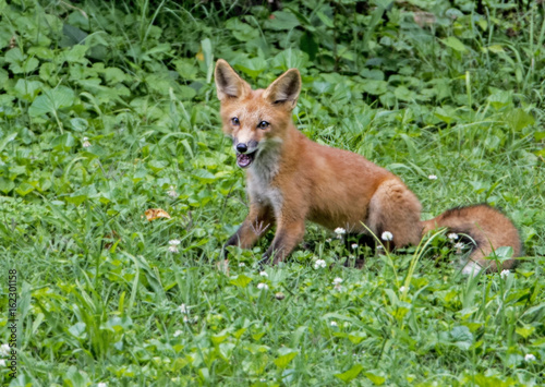 Baby Red Fox sits in green grass. © bettys4240
