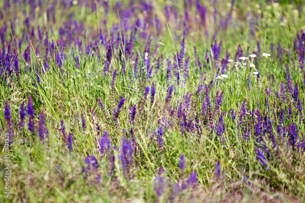 Obraz premium Blooming wild flower - meadow flower. Beautiful field with blur background