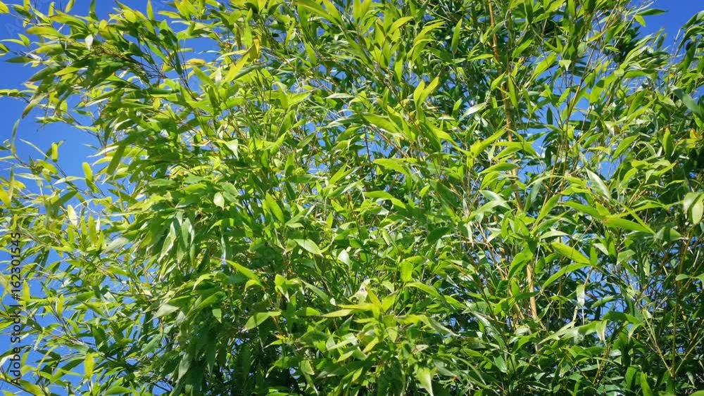 Bamboo In Breeze On Sunny Day