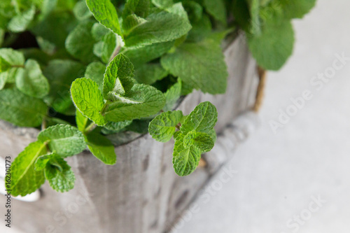 Fresh mint leaves herb. selective focus, copy space