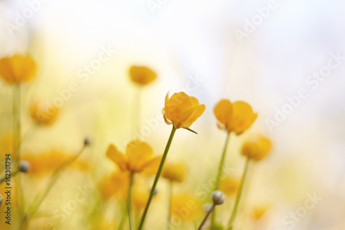 Yellow flowers of field buttercups