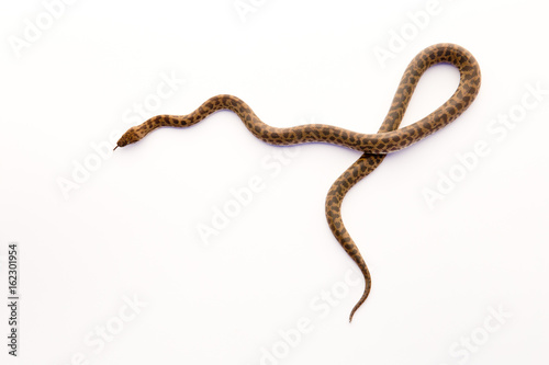 Spotted Python - young snake on white background