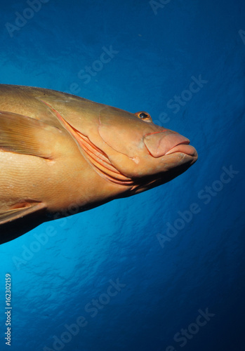 Nassau grouper from below photo