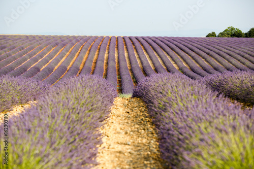 lavandes en Provence