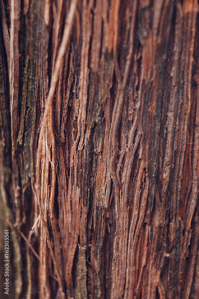 Obraz premium Bark of a grape tree close-up. Texture of a grapevine close-up. Background, wallpaper.