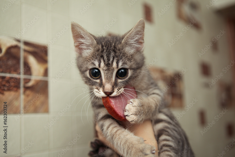 custom made wallpaper toronto digitalThe cat gritted its teeth in a piece of sausage. funny cat at ophthalmologist appointment squinting following sausage