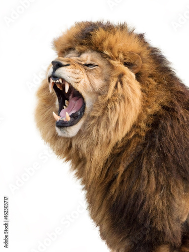 Fototapeta Naklejka Na Ścianę i Meble -  Angry lion