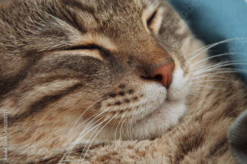 Wallpaper Mural cat nose mustaches closeup asleep satisfied Torontodigital.ca