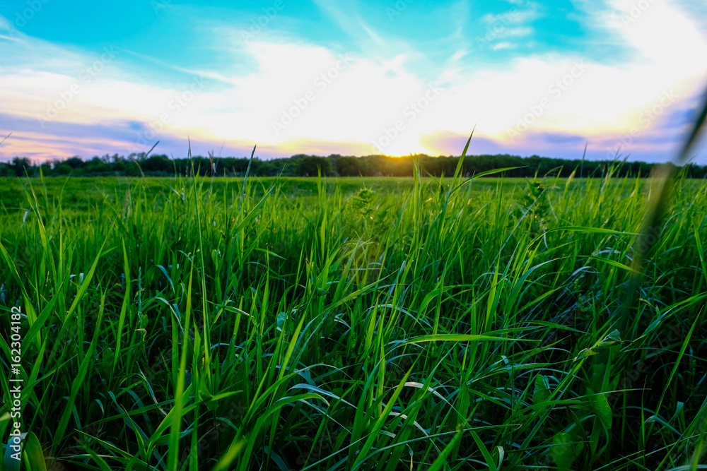 Grass field at sunset