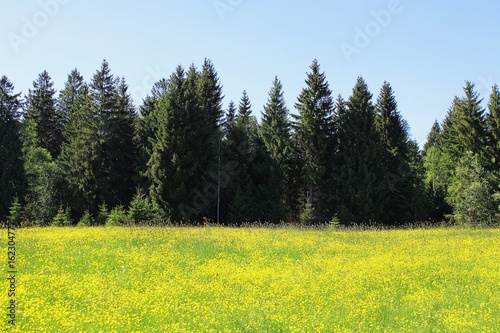 Gelbe Wiese vor Wald mit Nadelb  umen  Allg  u