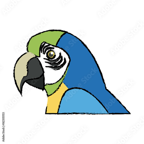 macaw amazon bird brazil wildlife image vector illustration