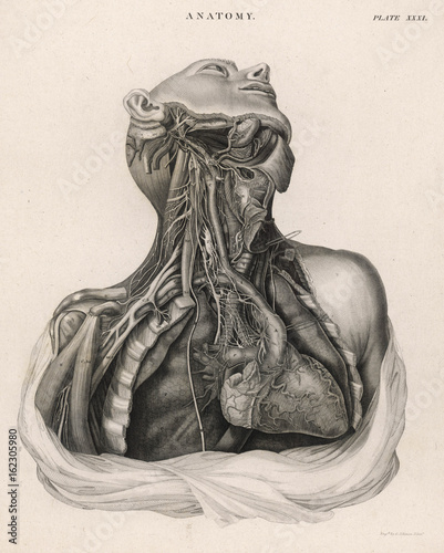Dissection of upper torso  showing the heart. Date: 1768 photo