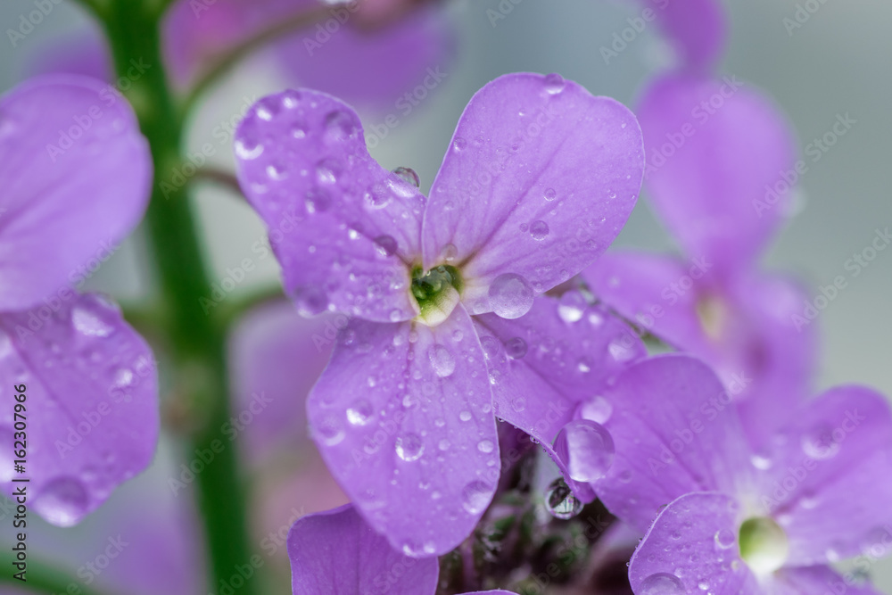 Капли дождя на цветке