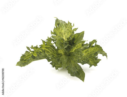 Fresh green mint on a white background
