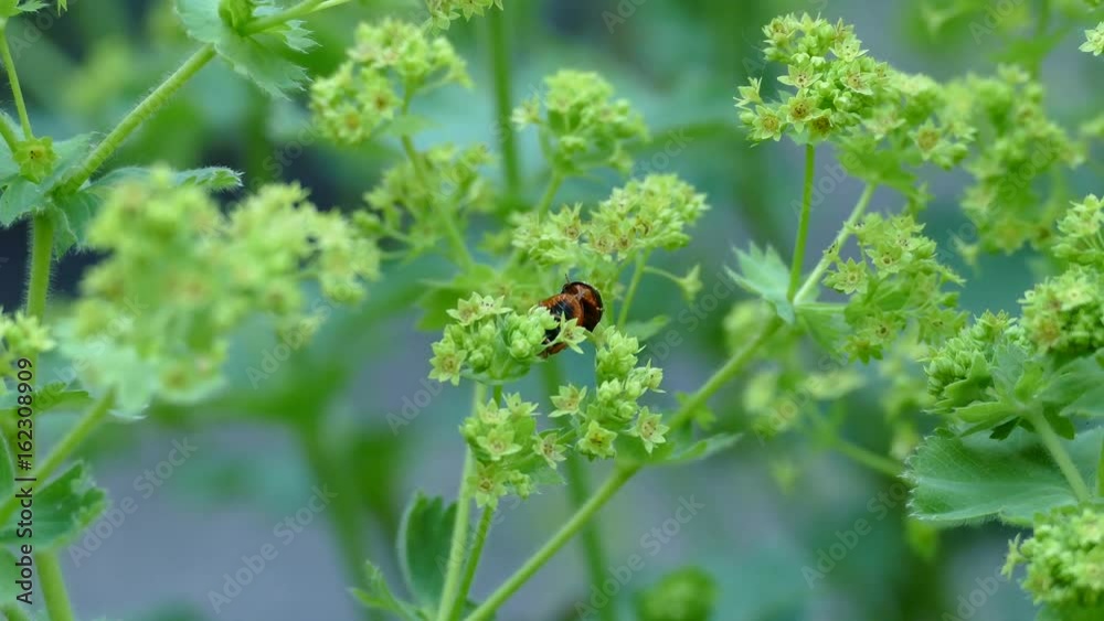 Mating ladybugs on a plant in The Netherlands Mating ladybugs on a plant in The Netherlands