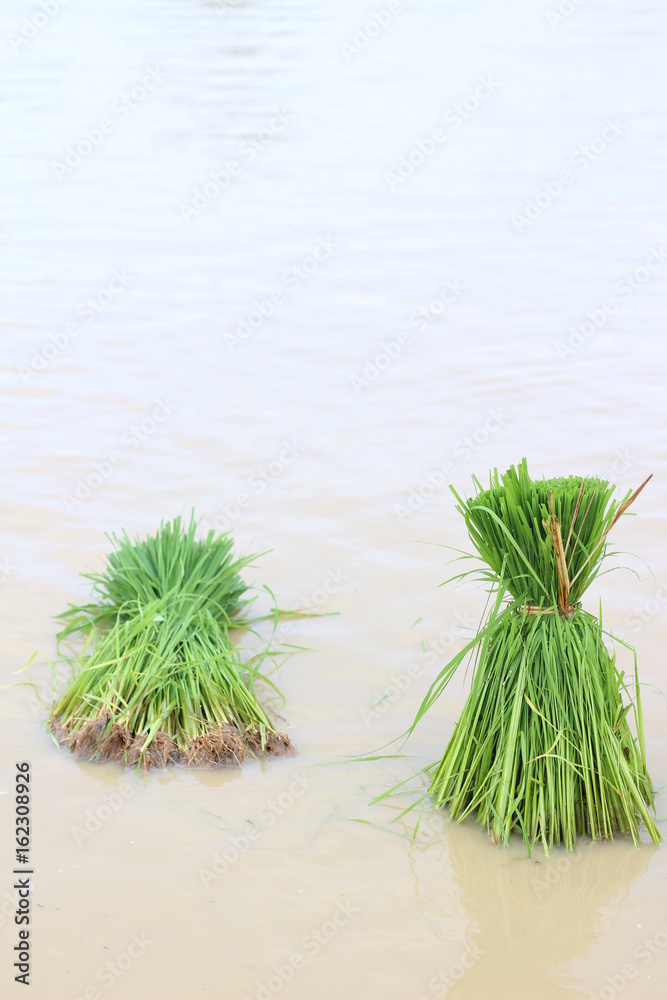 rice seedlings