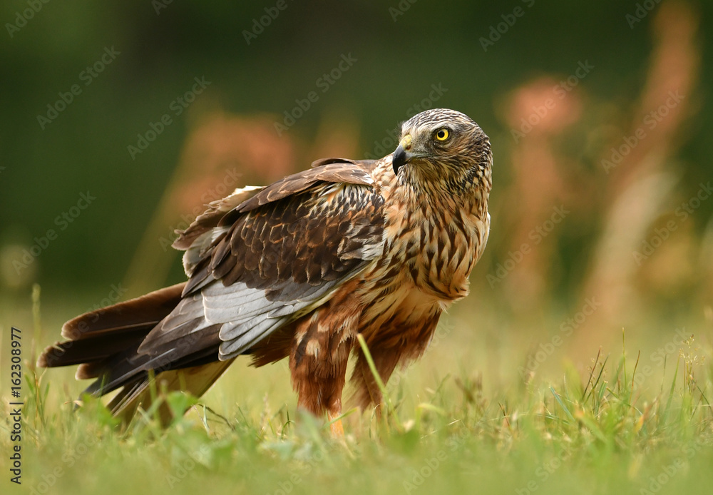 Fototapeta premium Marsh harrier (Circus aeruginosus)