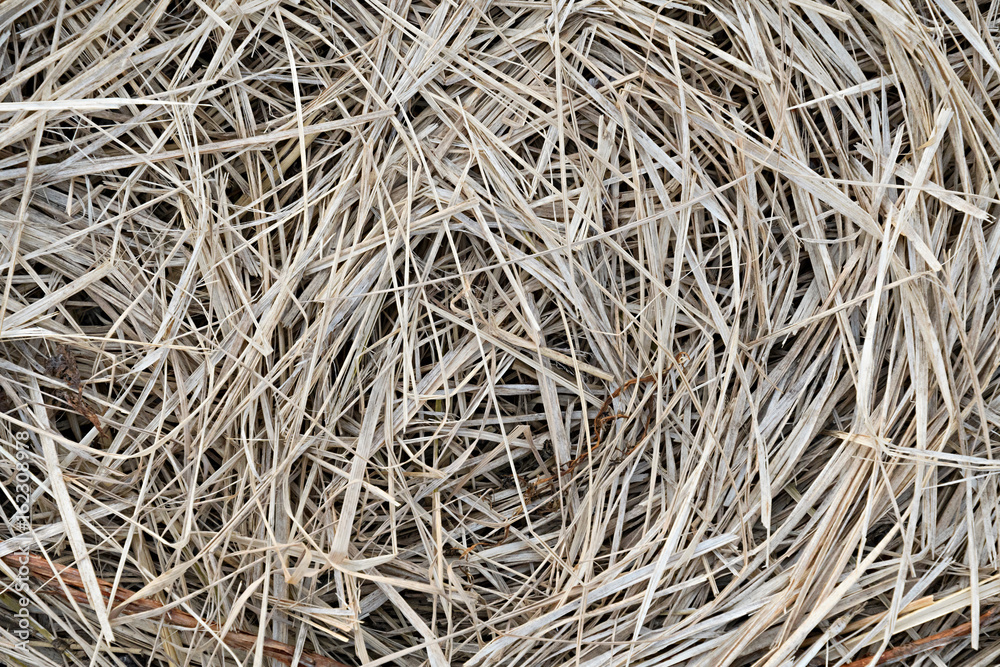 Dry field grass lying circles closeup background Dry field grass lying circles closeup background