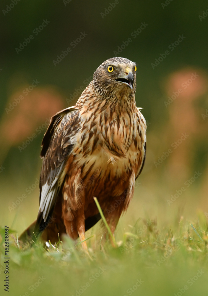Obraz premium Marsh harrier (Circus aeruginosus)