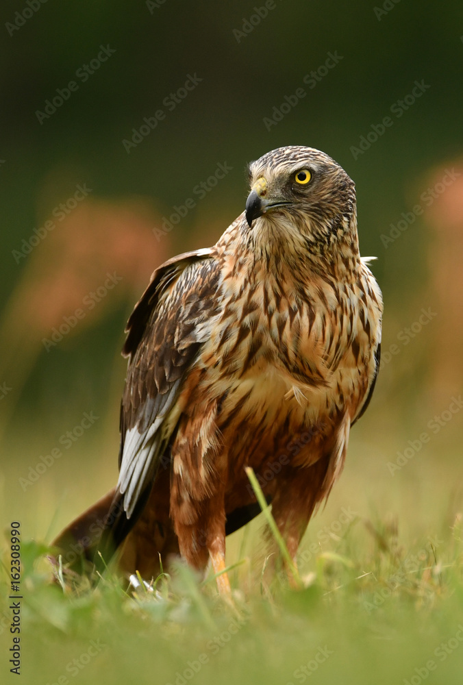 Marsh harrier (Circus aeruginosus) Marsh harrier (Circus aeruginosus)