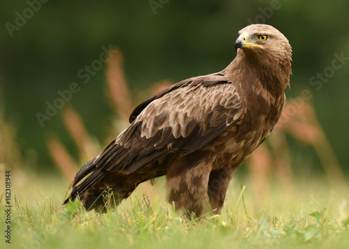Lesser spotted eagle  Clanga pomarina 