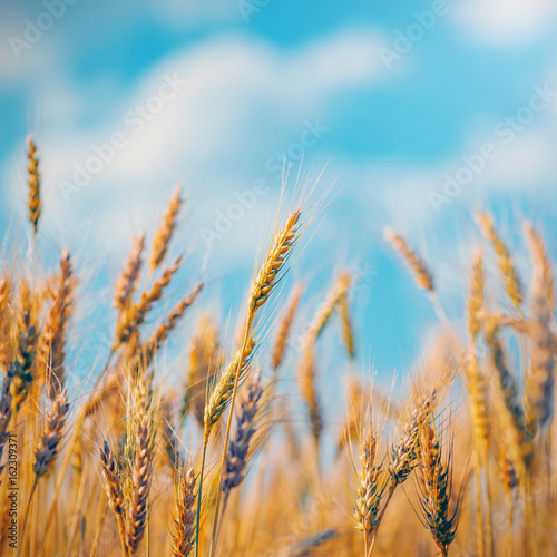 gold ears of wheat under blue sky. soft focus on field