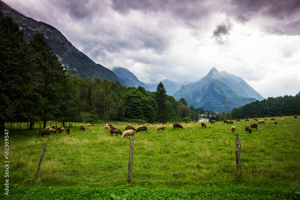 Alpine meadow with feeding sheep with high mountains in back befour storm, Slovenia