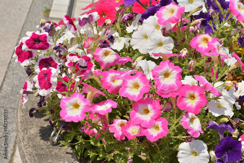 夏の花壇　ペチュニア