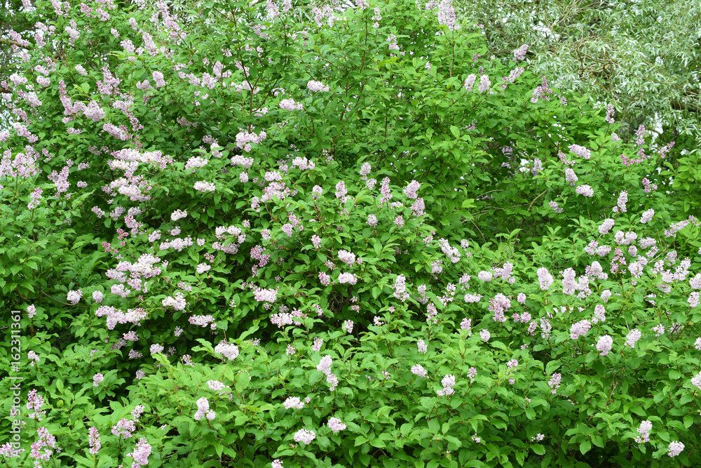 Flowering Hungarian lilac (Syringa josikaea) shrub.Horizontal image Flowering Hungarian lilac (Syringa josikaea) shrub.Horizontal image