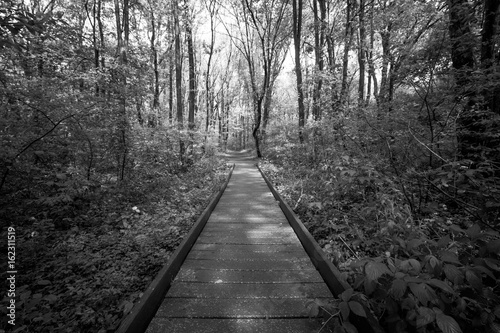 A wooden path runs through a forest  black and white