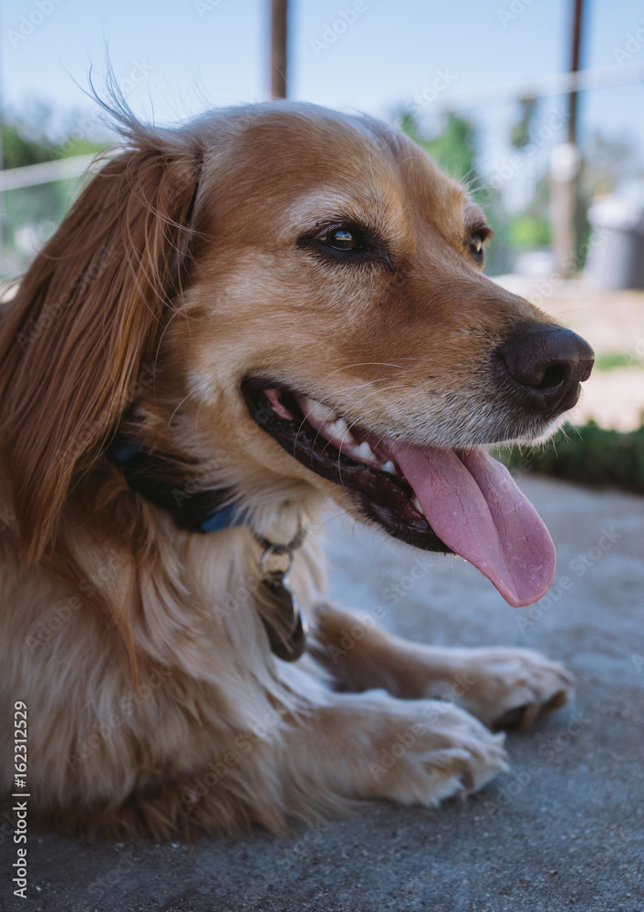 Golden retriever dachshund mix puppy at the dog park